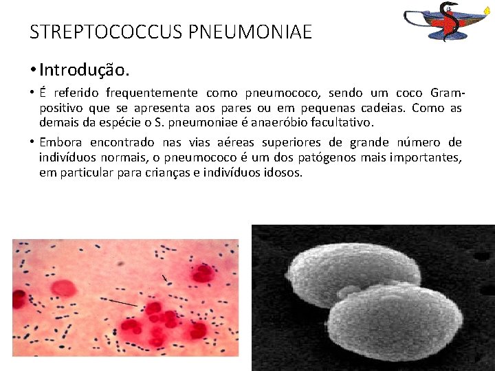 STREPTOCOCCUS PNEUMONIAE • Introdução. • É referido frequentemente como pneumococo, sendo um coco Grampositivo