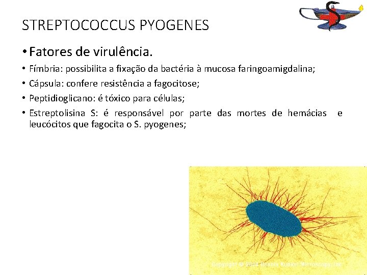 STREPTOCOCCUS PYOGENES • Fatores de virulência. • • Fímbria: possibilita a fixação da bactéria