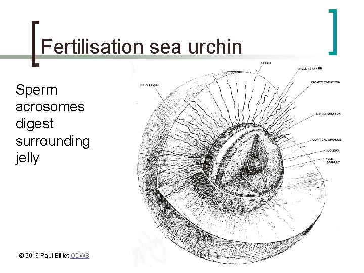 Fertilisation sea urchin Sperm acrosomes digest surrounding jelly © 2016 Paul Billiet ODWS 