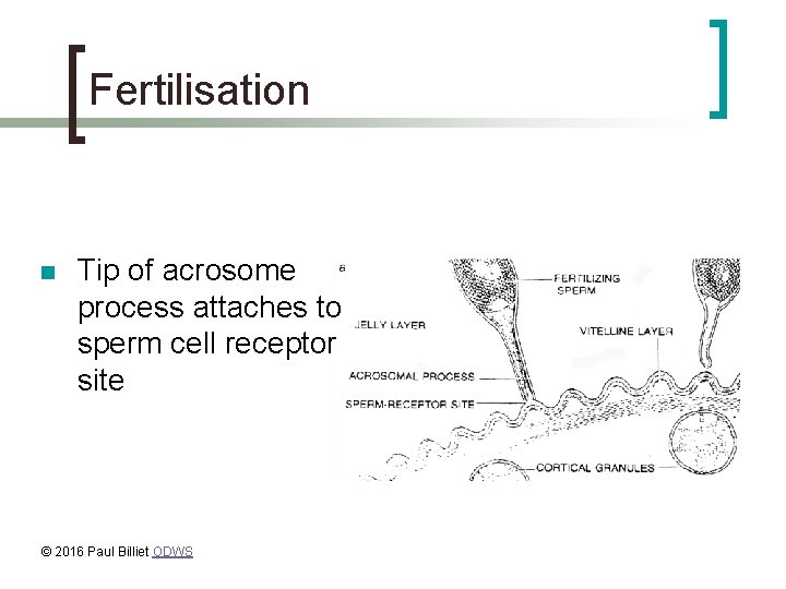 Fertilisation n Tip of acrosome process attaches to sperm cell receptor site © 2016