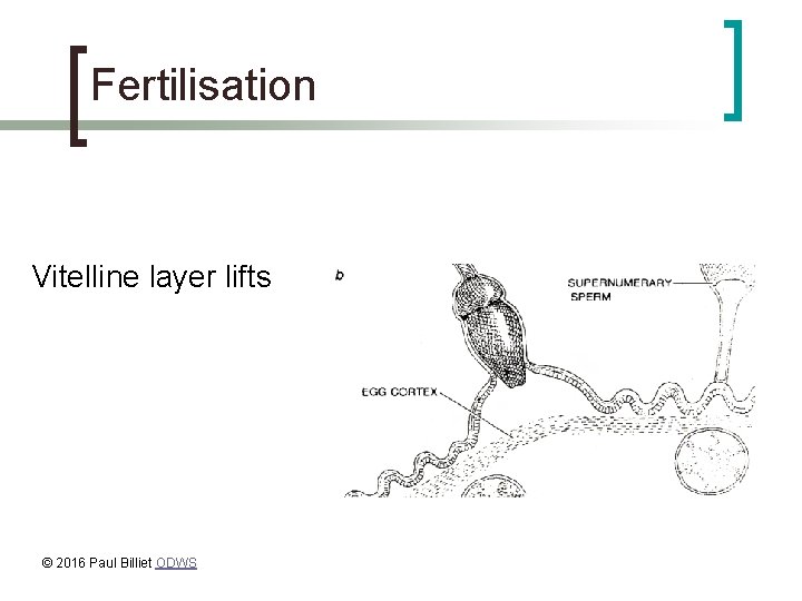 Fertilisation Vitelline layer lifts © 2016 Paul Billiet ODWS 