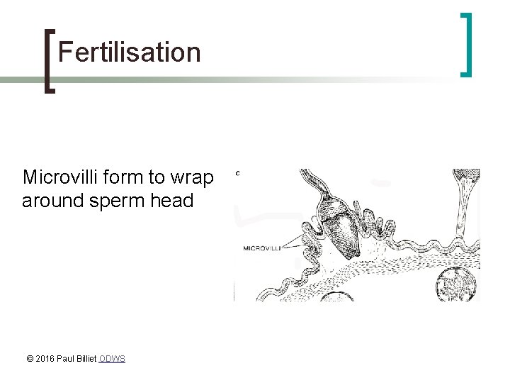 Fertilisation Microvilli form to wrap around sperm head © 2016 Paul Billiet ODWS 