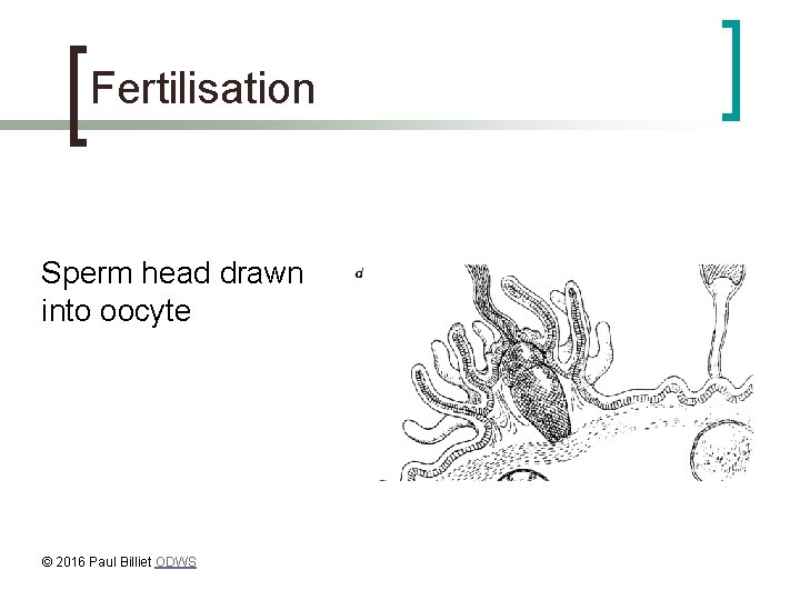 Fertilisation Sperm head drawn into oocyte © 2016 Paul Billiet ODWS 