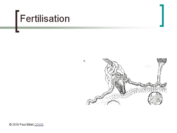 Fertilisation © 2016 Paul Billiet ODWS 