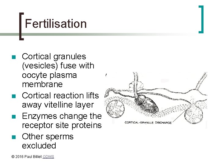 Fertilisation n n Cortical granules (vesicles) fuse with oocyte plasma membrane Cortical reaction lifts