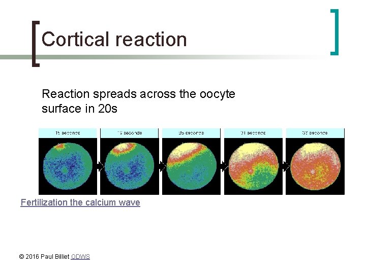 Cortical reaction Reaction spreads across the oocyte surface in 20 s Fertilization the calcium
