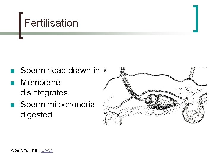 Fertilisation n Sperm head drawn in Membrane disintegrates Sperm mitochondria digested © 2016 Paul