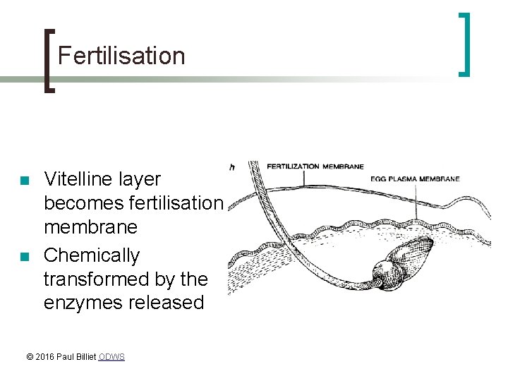 Fertilisation n n Vitelline layer becomes fertilisation membrane Chemically transformed by the enzymes released