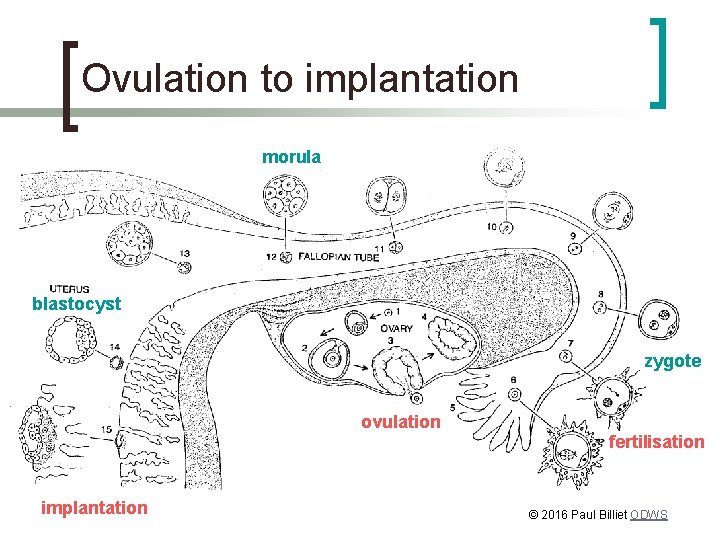 Ovulation to implantation morula blastocyst zygote ovulation implantation fertilisation © 2016 Paul Billiet ODWS