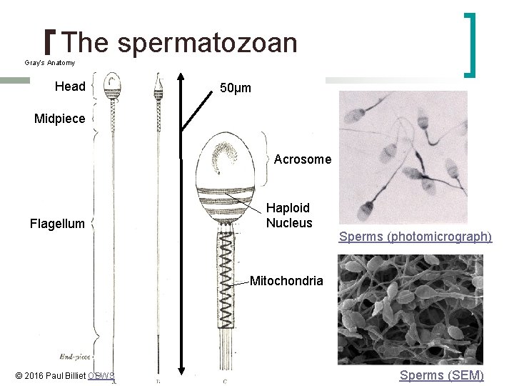 The spermatozoan Gray’s Anatomy Head 50µm Midpiece Acrosome Flagellum Haploid Nucleus Sperms (photomicrograph) Mitochondria