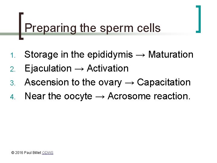 Preparing the sperm cells 1. 2. 3. 4. Storage in the epididymis → Maturation