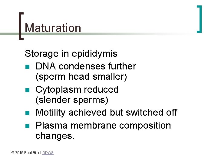 Maturation Storage in epididymis n DNA condenses further (sperm head smaller) n Cytoplasm reduced