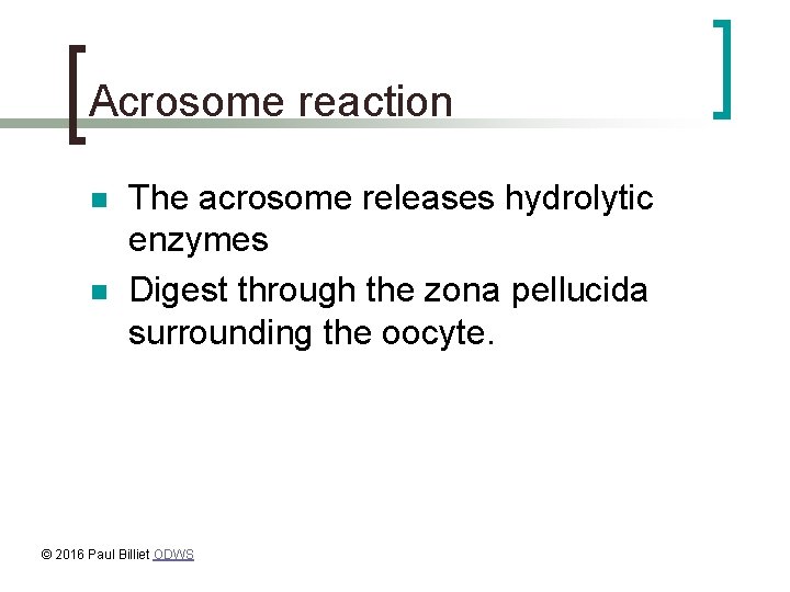 Acrosome reaction n n The acrosome releases hydrolytic enzymes Digest through the zona pellucida