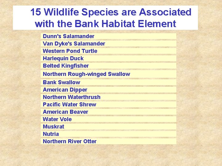15 Wildlife Species are Associated with the Bank Habitat Element Dunn's Salamander Van Dyke's