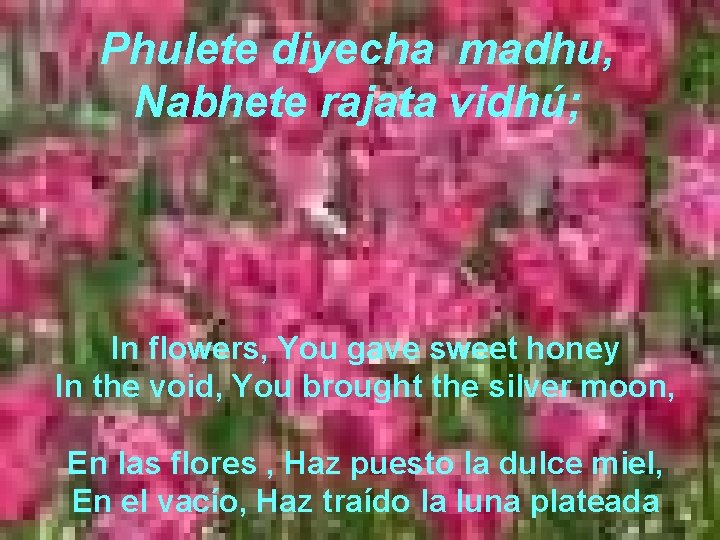 Phulete diyecha madhu, Nabhete rajata vidhú; In flowers, You gave sweet honey In the