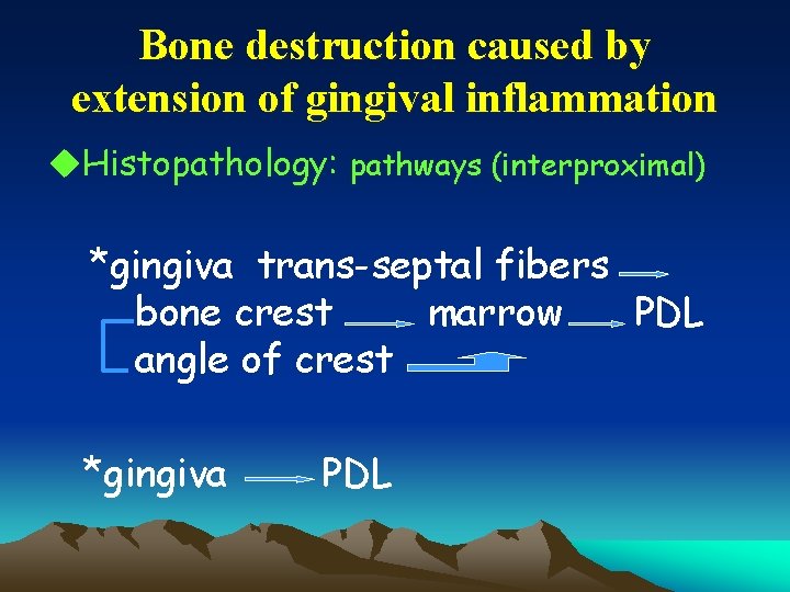 Bone destruction caused by extension of gingival inflammation u. Histopathology: pathways (interproximal) *gingiva trans-septal