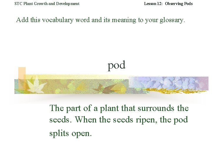 STC Plant Growth and Development Lesson 12: Observing Pods Add this vocabulary word and