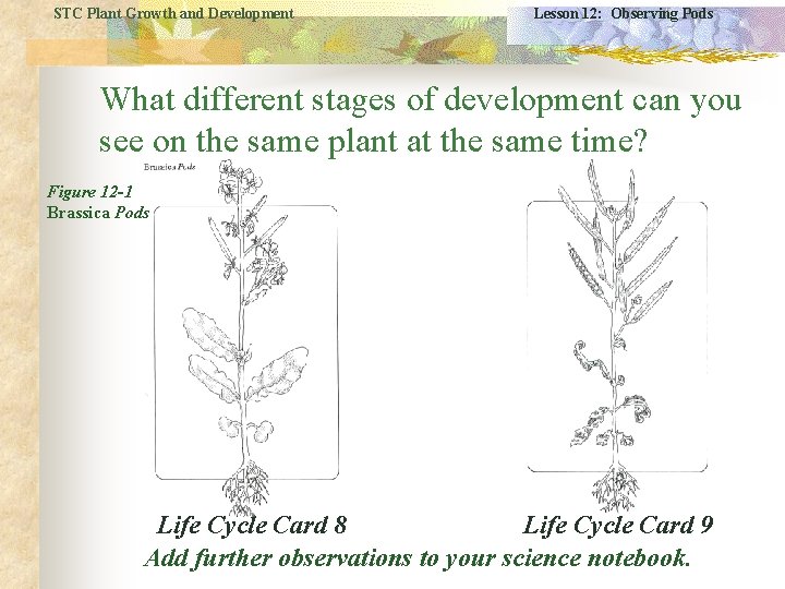 STC Plant Growth and Development Lesson 12: Observing Pods What different stages of development