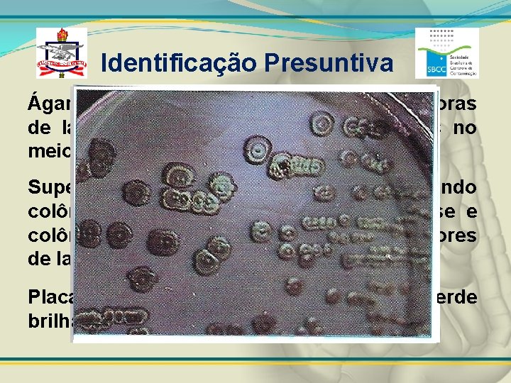 Identificação Presuntiva Ágar Mac. Conkey com colônias fermentadoras de lactose e precipitação de sais