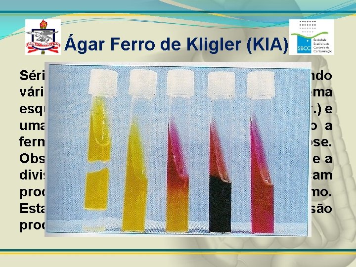 Ágar Ferro de Kligler (KIA) Série de tubos de KIA inclinado mostrando vários padrões