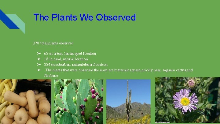 The Plants We Observed 378 total plants observed ➢ 63 in urban, landscaped location