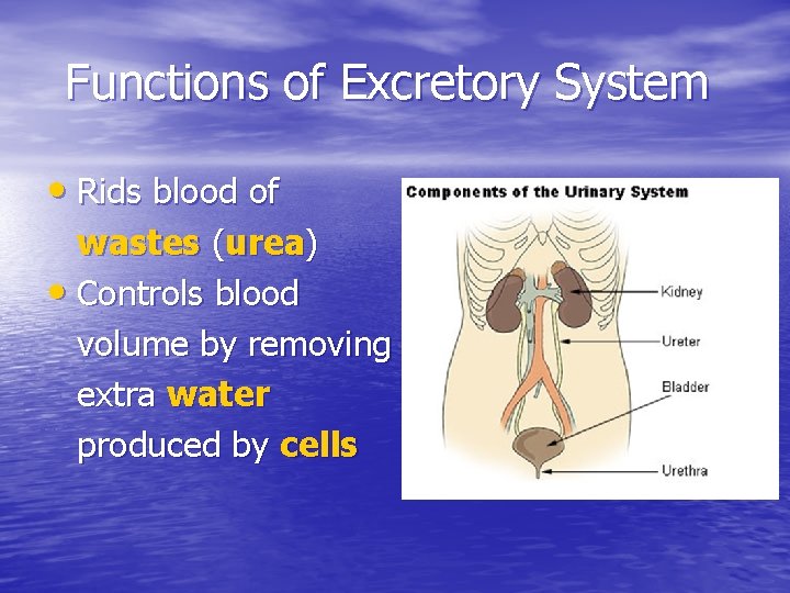 Functions of Excretory System • Rids blood of wastes (urea) • Controls blood volume