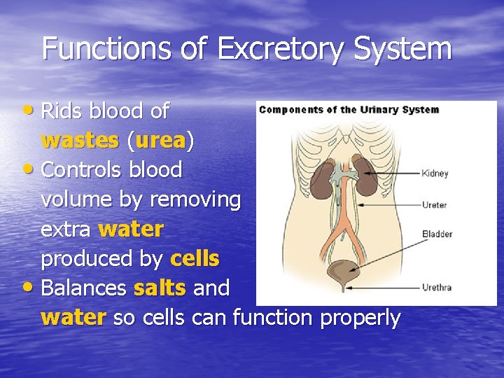 Functions of Excretory System • Rids blood of wastes (urea) • Controls blood volume