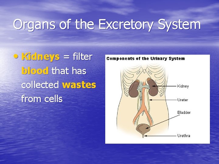 Organs of the Excretory System • Kidneys = filter blood that has collected wastes