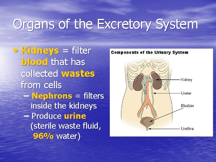 Organs of the Excretory System • Kidneys = filter blood that has collected wastes