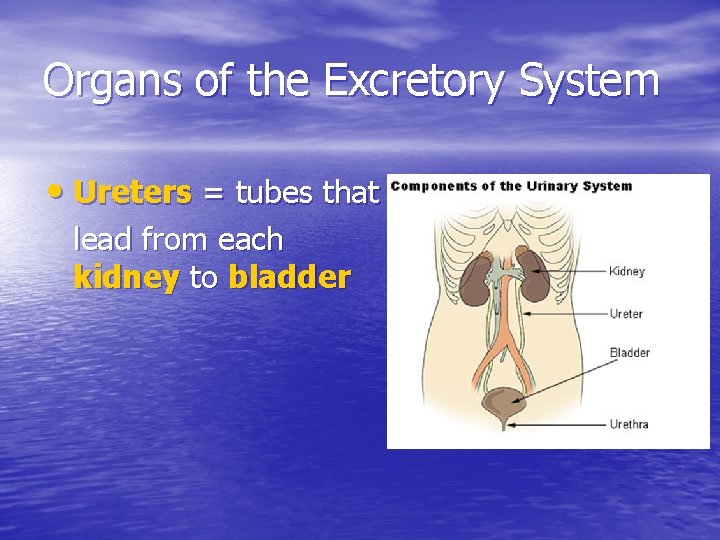 Organs of the Excretory System • Ureters = tubes that lead from each kidney