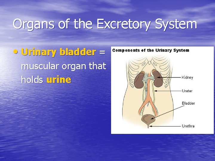 Organs of the Excretory System • Urinary bladder = muscular organ that holds urine