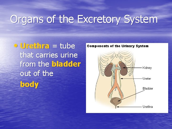 Organs of the Excretory System • Urethra = tube that carries urine from the
