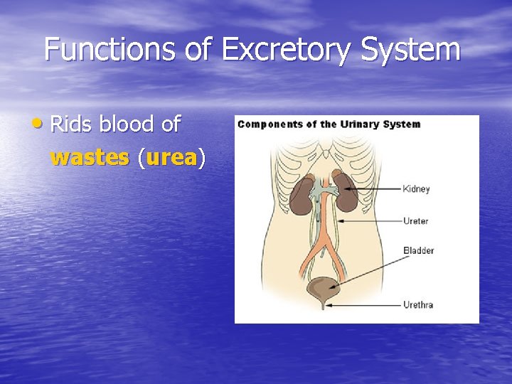 Functions of Excretory System • Rids blood of wastes (urea) 