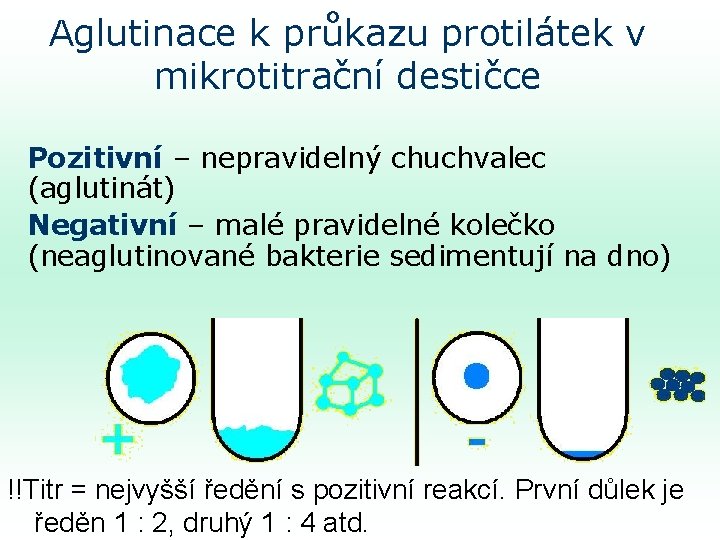 Aglutinace k průkazu protilátek v mikrotitrační destičce Pozitivní – nepravidelný chuchvalec (aglutinát) Negativní –