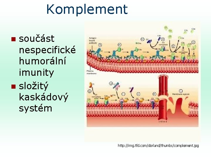 Komplement součást nespecifické humorální imunity n složitý kaskádový systém n http: //img. tfd. com/dorland/thumbs/complement.