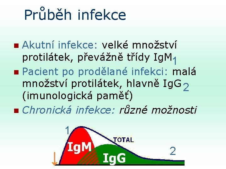 Průběh infekce Akutní infekce: velké množství protilátek, převážně třídy Ig. M 1 n Pacient