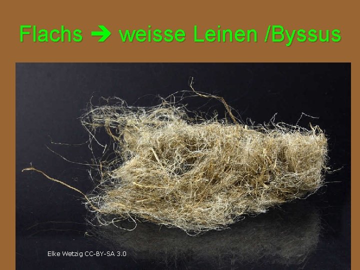 Flachs weisse Leinen /Byssus Elke Wetzig CC-BY-SA 3. 0 