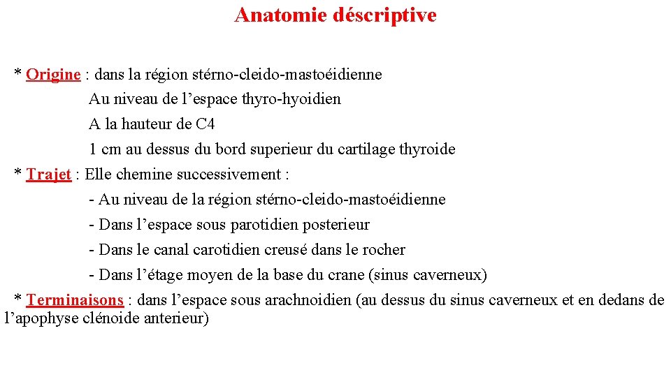 Anatomie déscriptive * Origine : dans la région stérno-cleido-mastoéidienne Au niveau de l’espace thyro-hyoidien