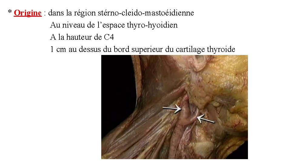 * Origine : dans la région stérno-cleido-mastoéidienne Au niveau de l’espace thyro-hyoidien A la