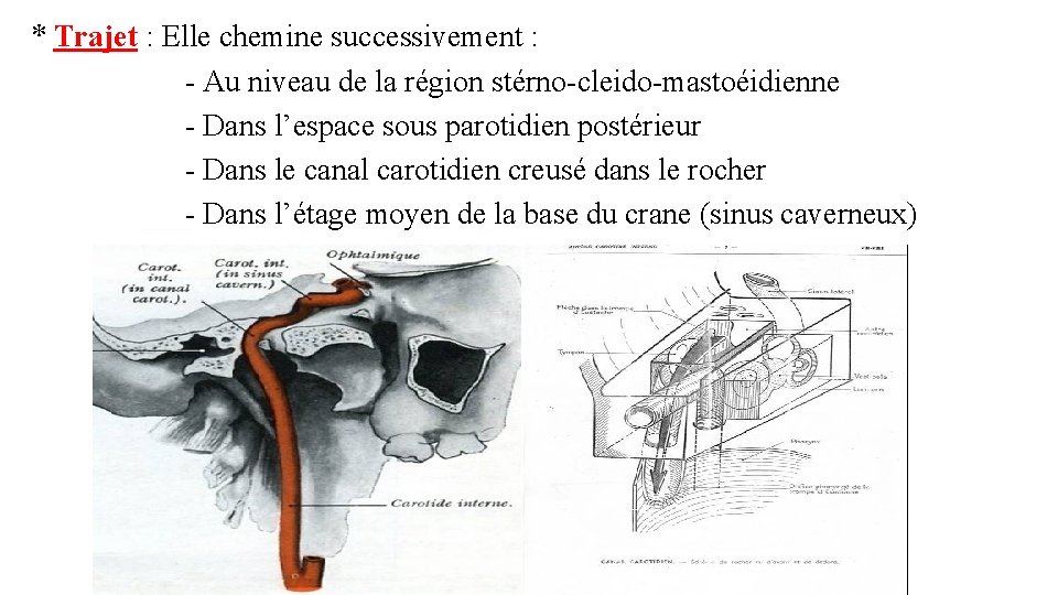 * Trajet : Elle chemine successivement : - Au niveau de la région stérno-cleido-mastoéidienne