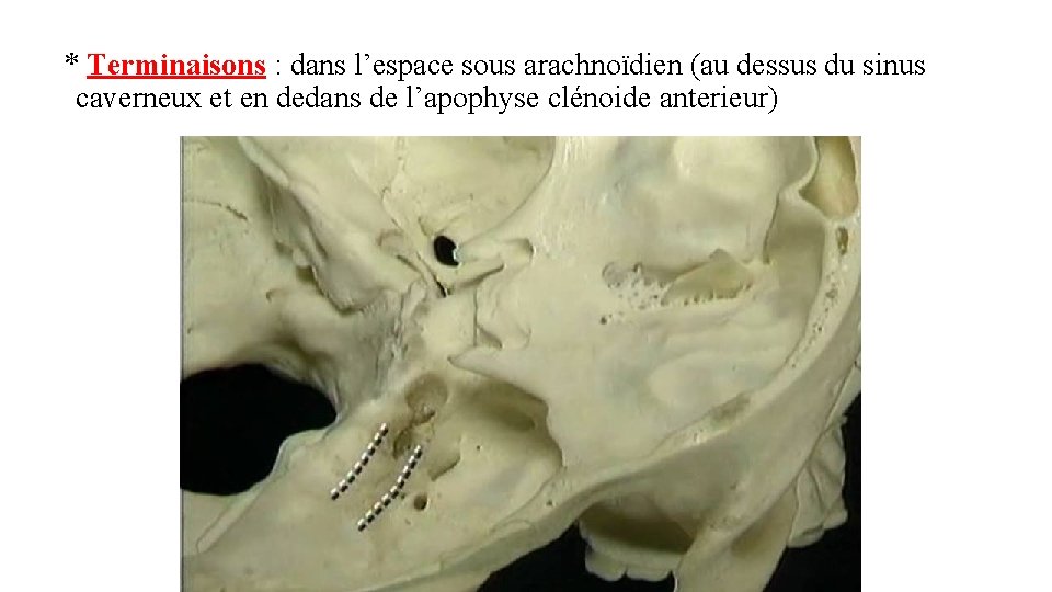 * Terminaisons : dans l’espace sous arachnoïdien (au dessus du sinus caverneux et en