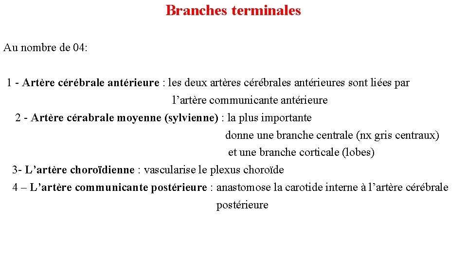 Branches terminales Au nombre de 04: 1 - Artère cérébrale antérieure : les deux