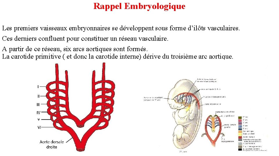 Rappel Embryologique Les premiers vaisseaux embryonnaires se développent sous forme d’ilôts vasculaires. Ces derniers