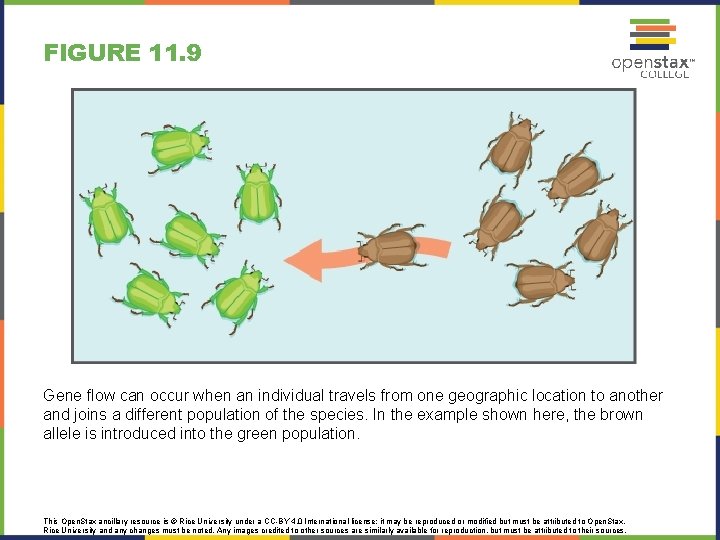 FIGURE 11. 9 Gene flow can occur when an individual travels from one geographic
