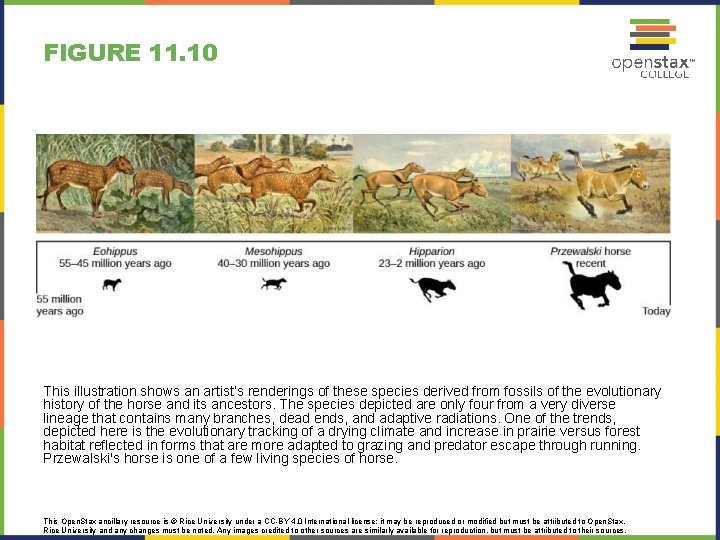 FIGURE 11. 10 This illustration shows an artist’s renderings of these species derived from