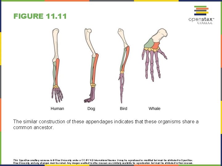 FIGURE 11. 11 The similar construction of these appendages indicates that these organisms share
