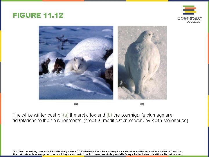 FIGURE 11. 12 The white winter coat of (a) the arctic fox and (b)