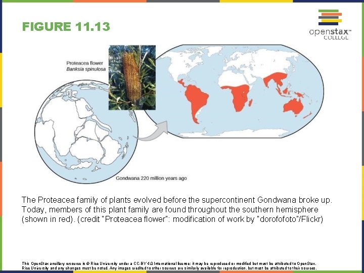 FIGURE 11. 13 The Proteacea family of plants evolved before the supercontinent Gondwana broke