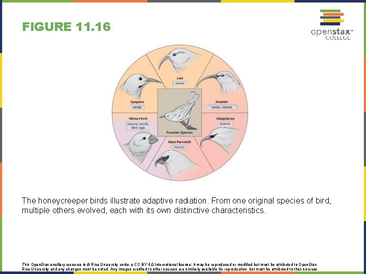 FIGURE 11. 16 The honeycreeper birds illustrate adaptive radiation. From one original species of