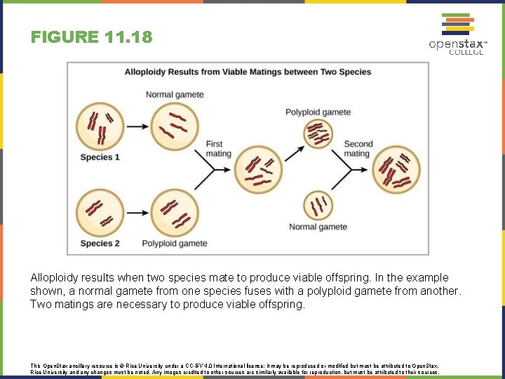 FIGURE 11. 18 Alloploidy results when two species mate to produce viable offspring. In